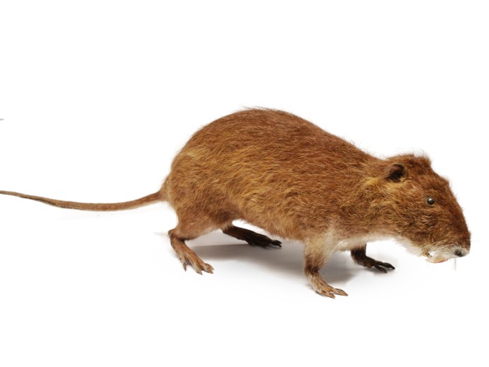 Rato banhado é encontrado no centro de Ibiporã 